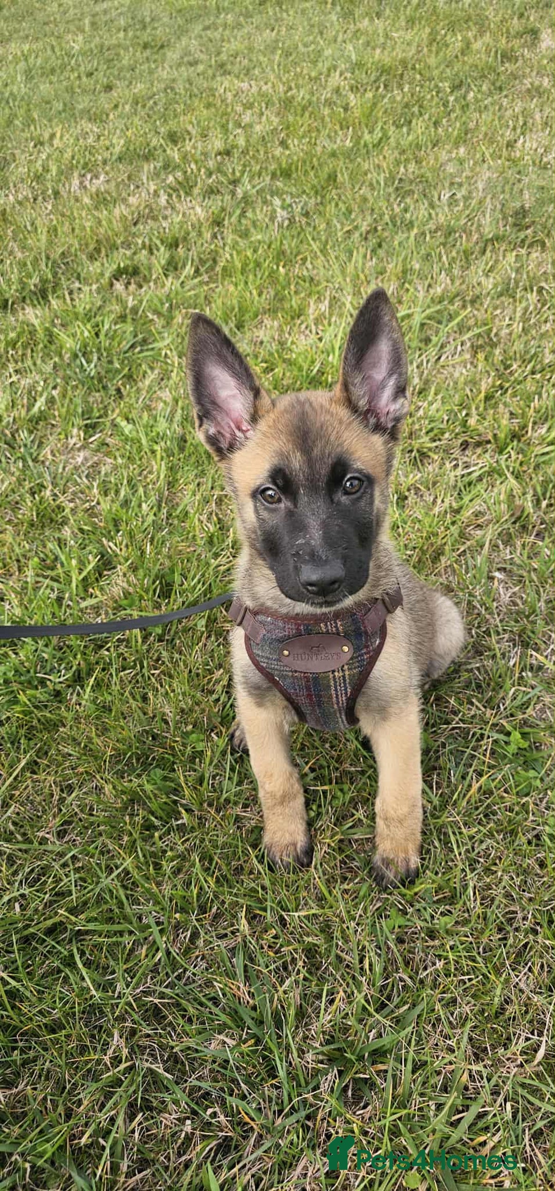 Mixed Breed dogs for sale: Male mali x GSD - Image 3