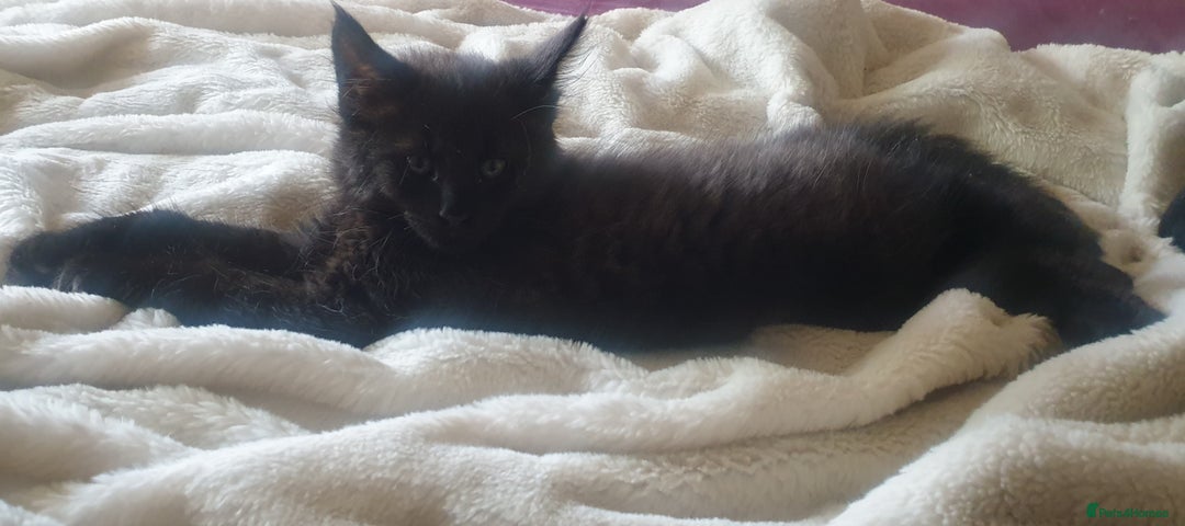 Maine Coon cats for sale: Maine coon cross kittens  - Image 7