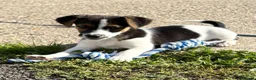 Jack Russell dogs for sale: Traditional short-legged Jack Russell puppy’s. - Advert 24