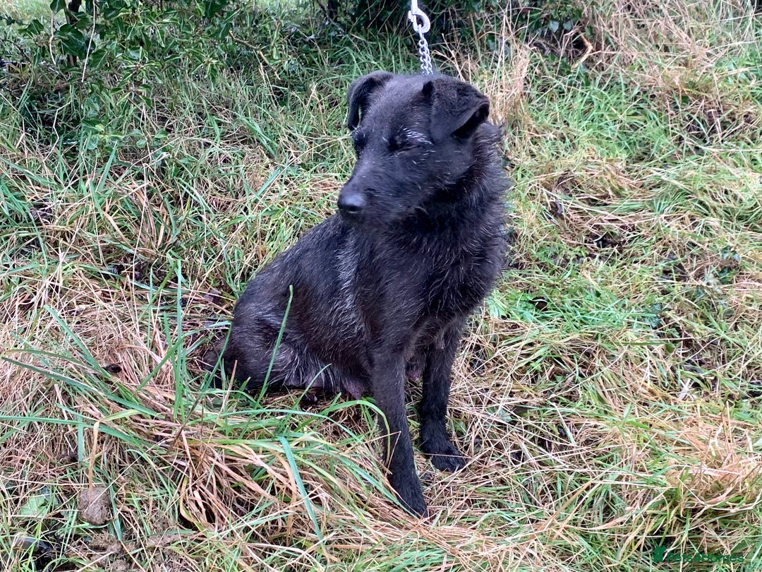 Patterdale Terrier dogs for sale: Quality Patterdale Pups - Advert 2