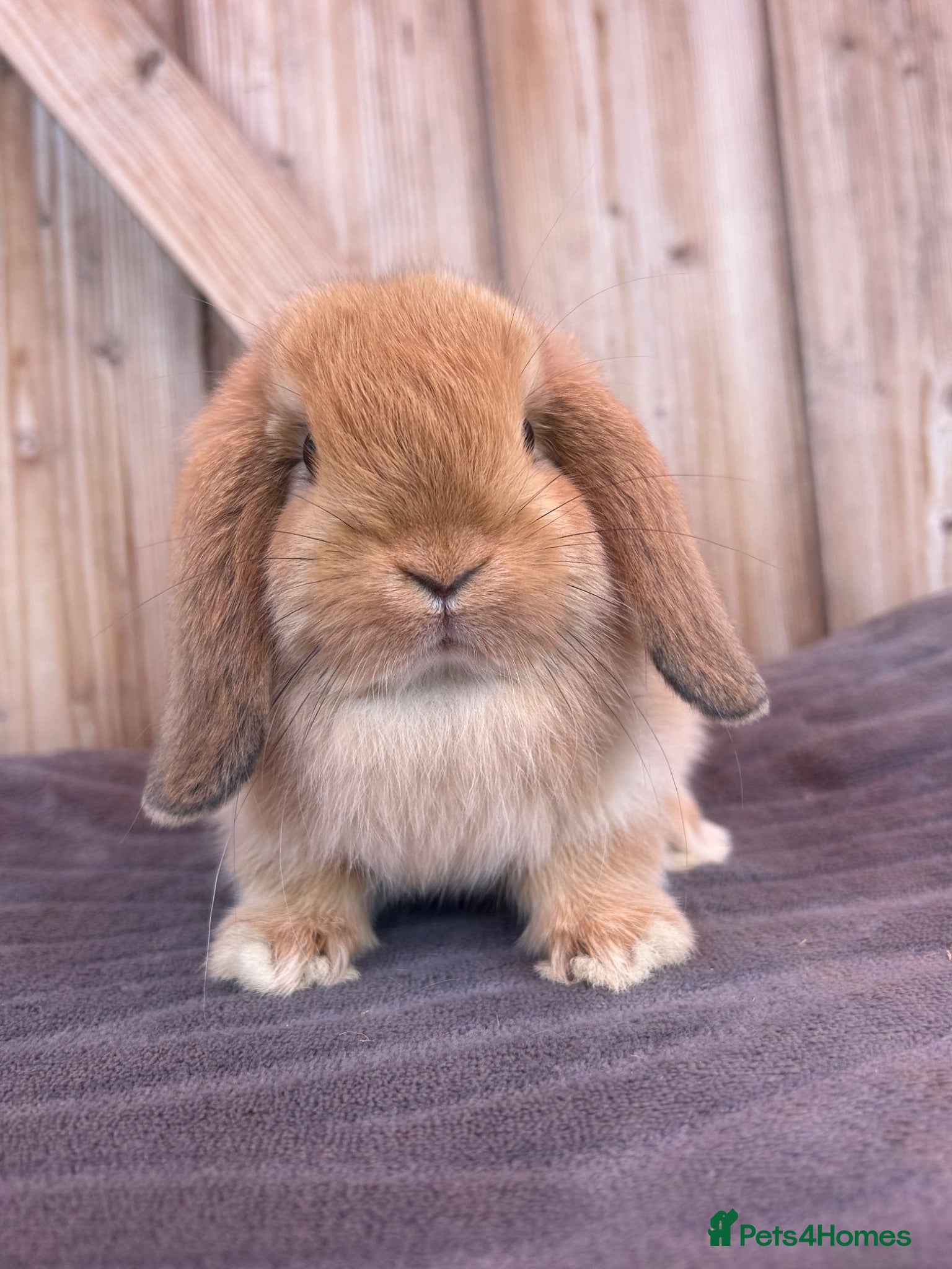 Mini Lop rabbits Show bloodline mini lop baby buck for reserve  - Advert 1
