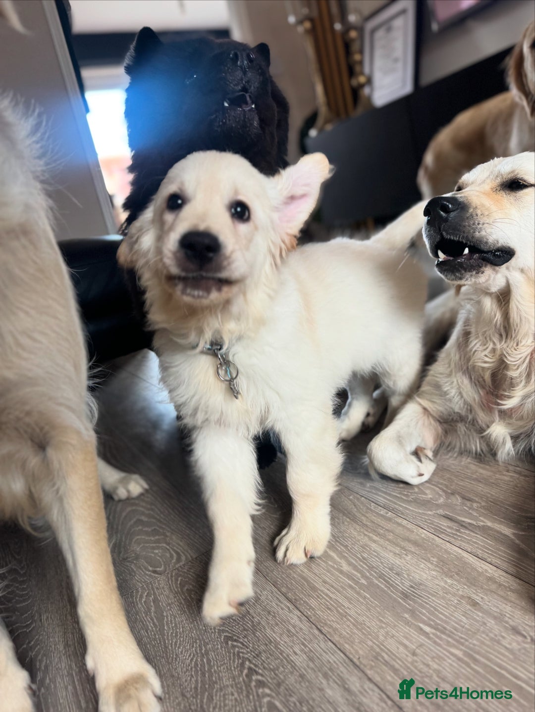 Golden Retriever dogs for sale: stunning KC reg male pup  - Image 4