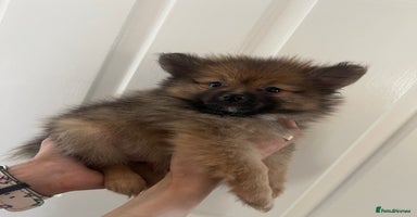 Pomeranian dogs - Advert 14