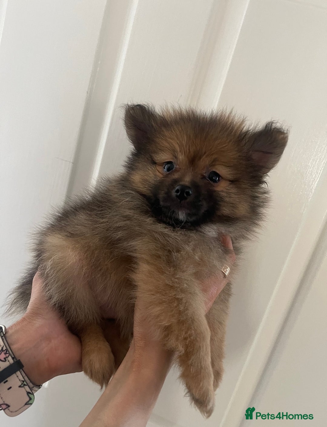 Pomeranian dogs for sale: 1 left Pomeranian Puppies  - Image 3