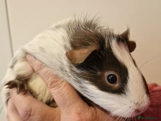 Guinea Pig rodents Female guinea pigs - Advert 1
