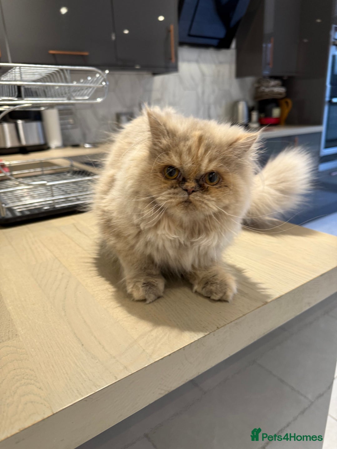 Persian cats for sale: Beautiful Persian Longhair Female – Vaccinated - Advert 2