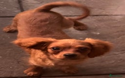 Cavapoochon dogs for sale: Cavapoochon boy  - Image 3