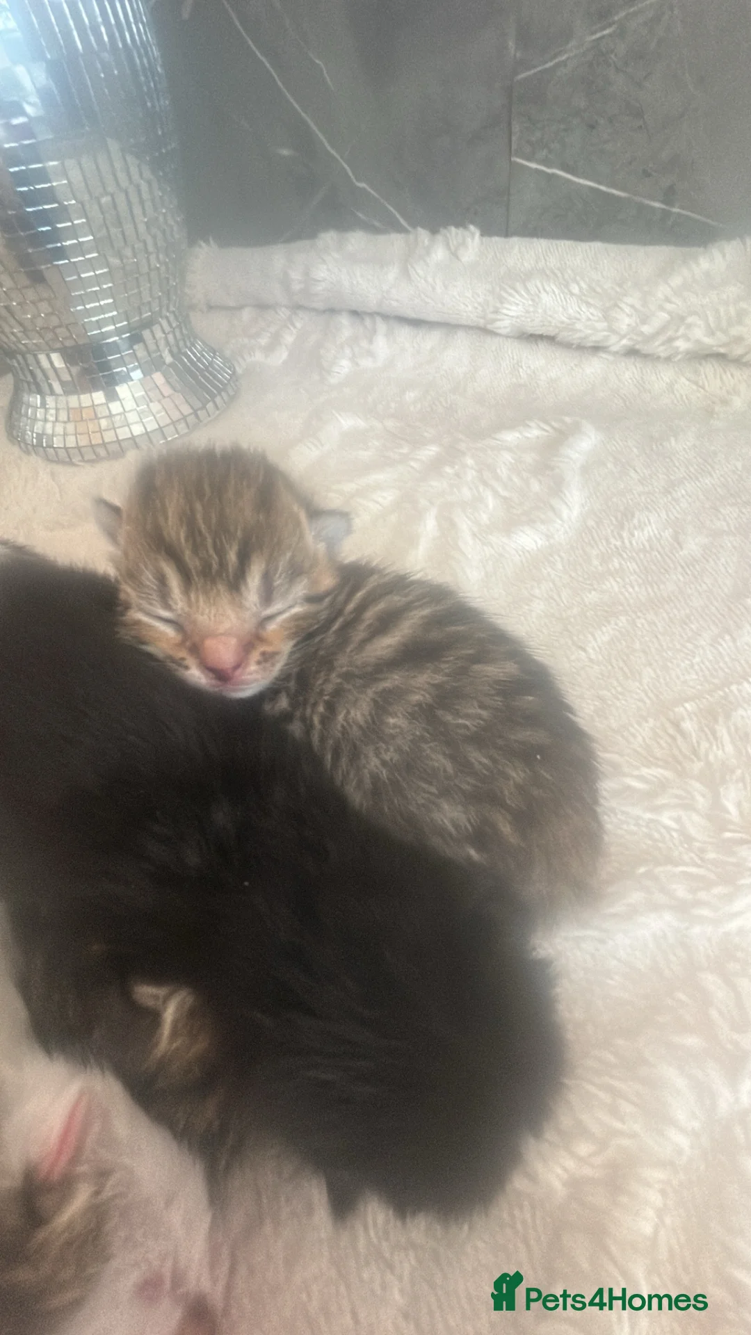 Mixed Breed cats for sale: 🐣 6 E A S T E R kittens 🐣 - Advert 2