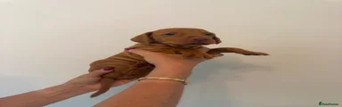 Hungarian Vizsla 8
