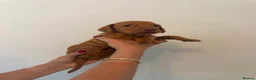 Hungarian Vizsla dogs for sale: KC Hungarian Vizsla Puppies - Advert 13