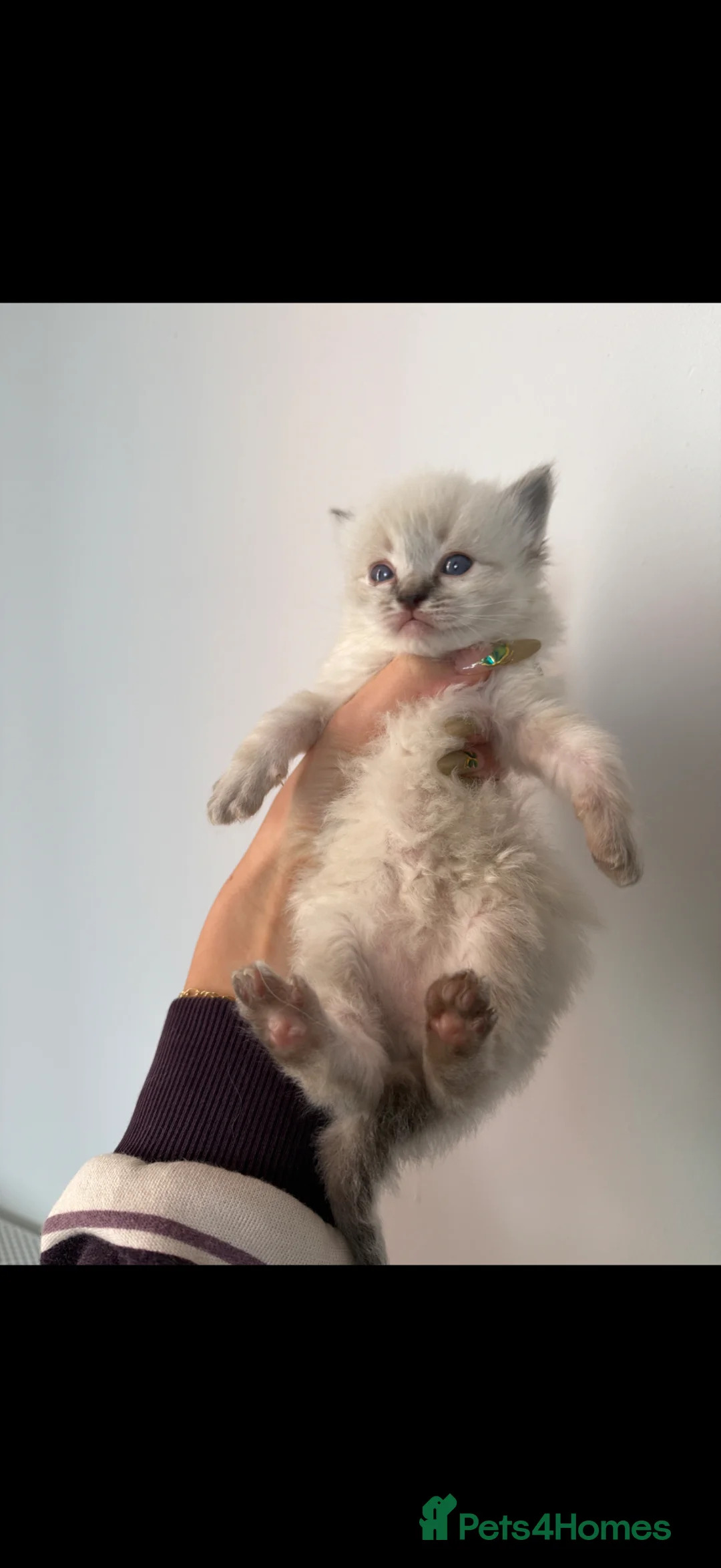 Ragdoll cats for sale: Pedigree Ragdoll Kittens  - Advert 2