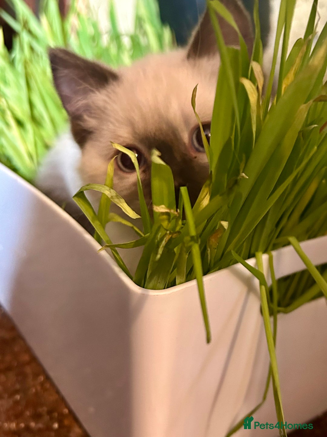 Ragdoll cats for sale: Beautiful Ragdoll x British short hair kittens - Advert 9