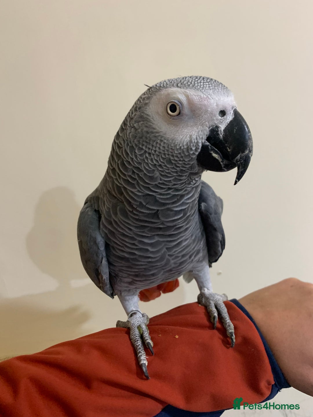 Parrots birds for sale: Tame African grey parrot set up - Advert 2