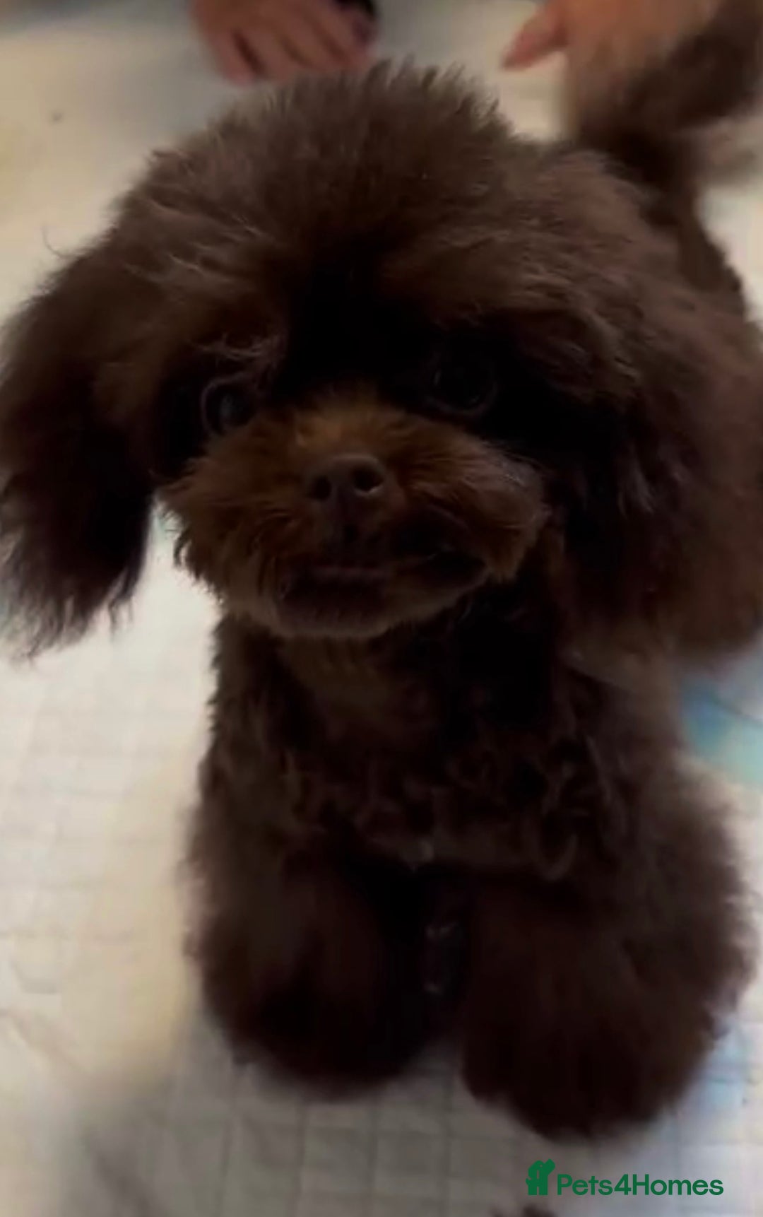 Toy Poodle dogs for stud: Tiny Asian Toy Poodle for stud duties  - Advert 3