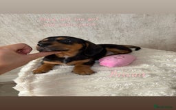 Miniature Dachshund dogs for sale: Miniature long and smooth coated Dachshunds - Image 14