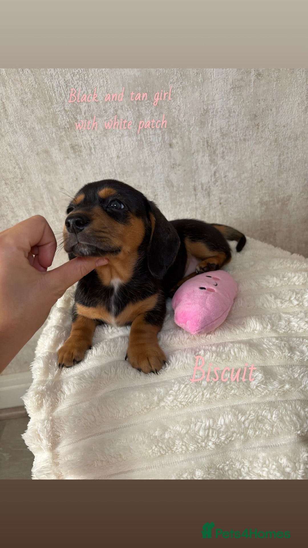 Miniature Dachshund dogs for sale: Miniature long and smooth coated Dachshunds - Image 14