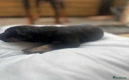 Mixed Breed dogs for sale: Doberman x cane corso  - Image 13