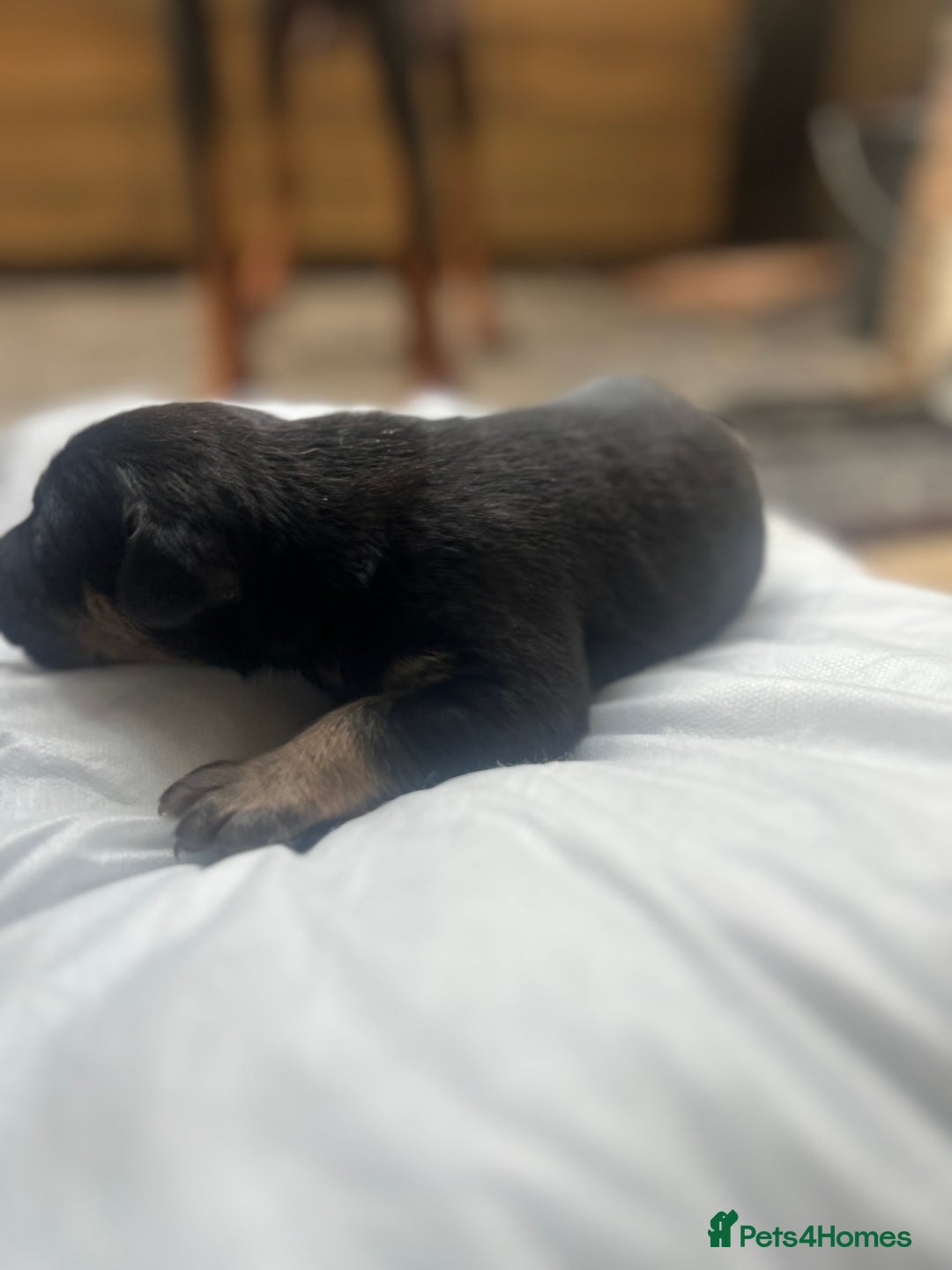 Mixed Breed dogs for sale: Doberman x cane corso  - Image 13
