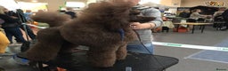 Miniature Poodle dogs for stud: Show Champion, Brown, Miniature Poodle Stud in Bristol - Advert 2