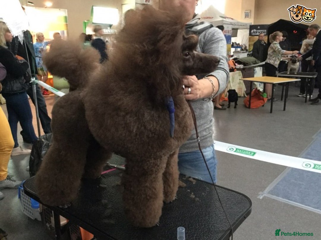Miniature Poodle dogs for stud: Show Champion, Brown, Miniature Poodle Stud in Bristol - Advert 2