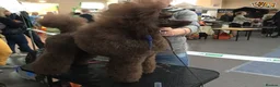 Miniature Poodle dogs for stud: Show Champion, Brown, Miniature Poodle Stud in Bristol - Advert 2
