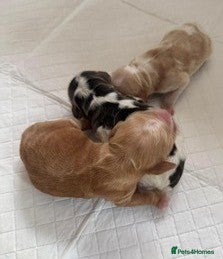 Cocker Spaniel dogs Stunning KC Pedigree Show type Cocker Spaniels - Advert 2