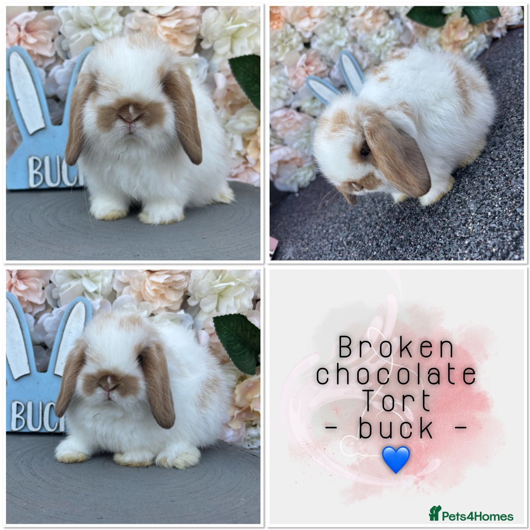Mini Lop rabbits for sale: 🌟🌟 mini lop babies 🌟🌟 - Image 9