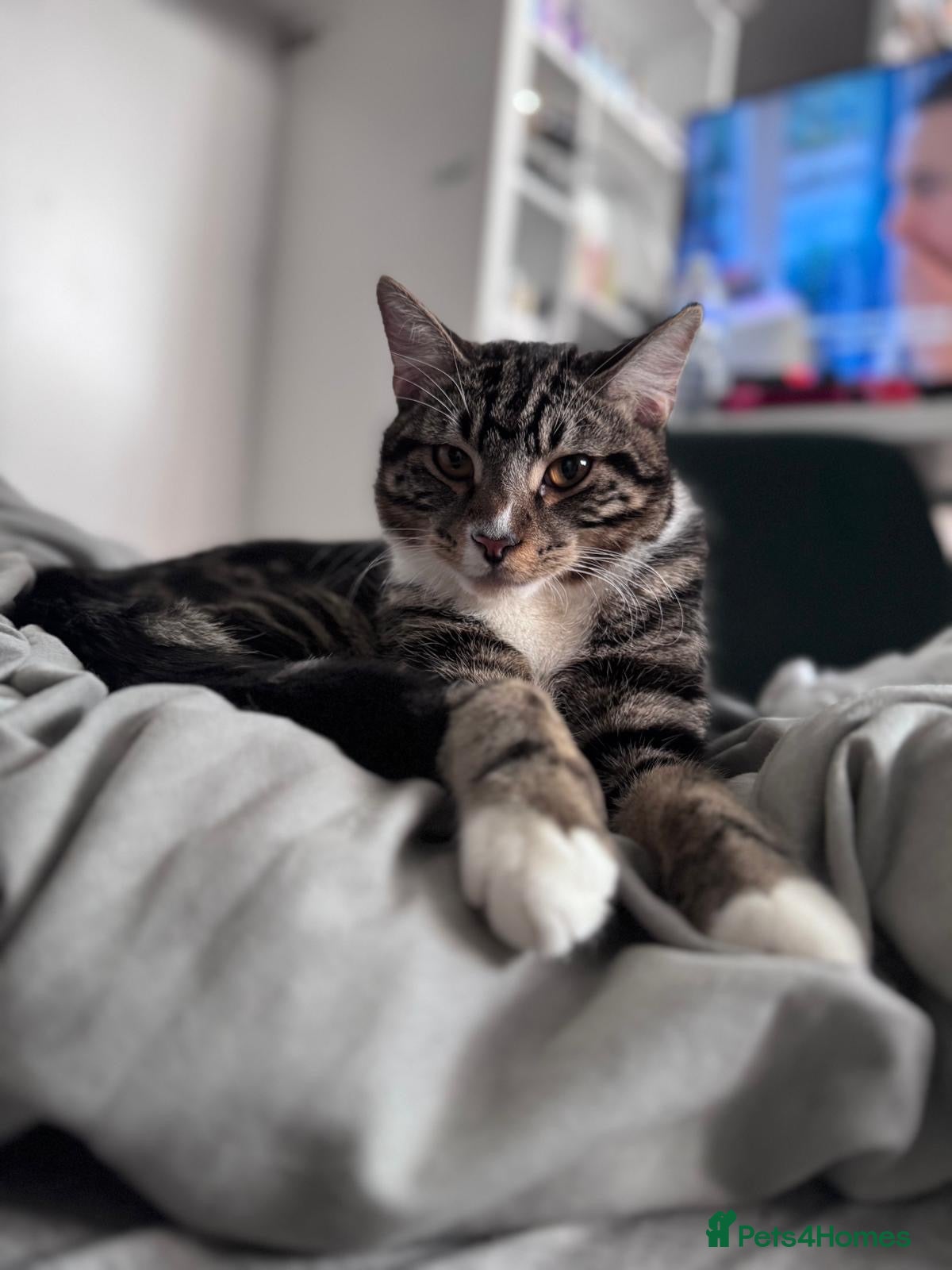 Mixed Breed cats for sale: Prince  - Advert 1