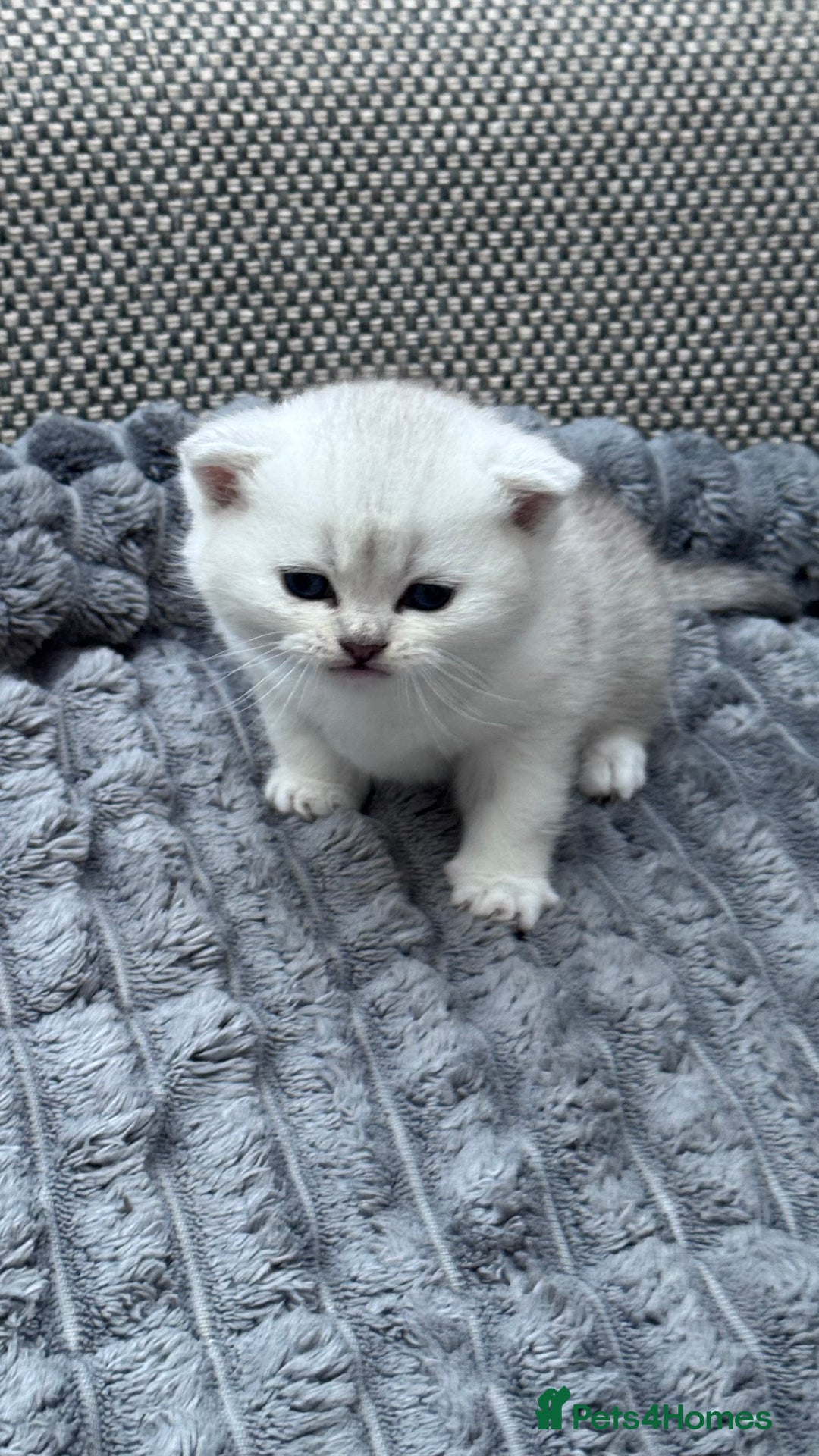British Shorthair cats for sale: Kitty  - Image 2