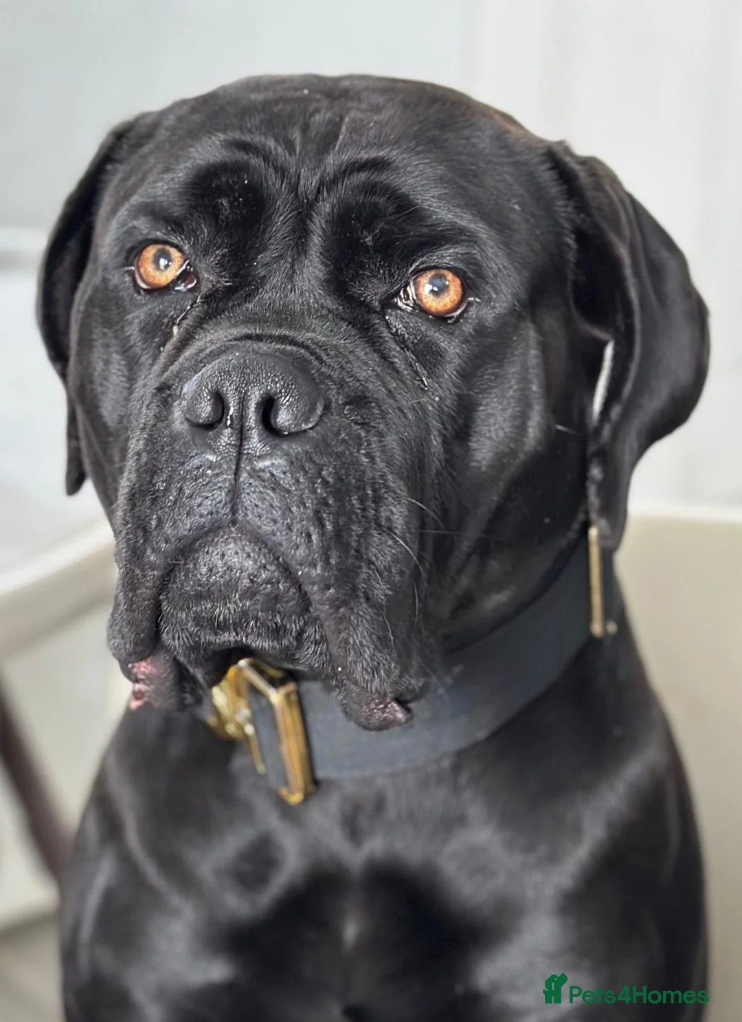 Cane Corso dogs for sale: Beautiful litter of cane corso  in Sheerness - Advert 1