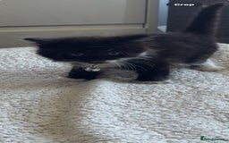 Mixed Breed cats for sale: 4 gorgeous kittens - Image 3