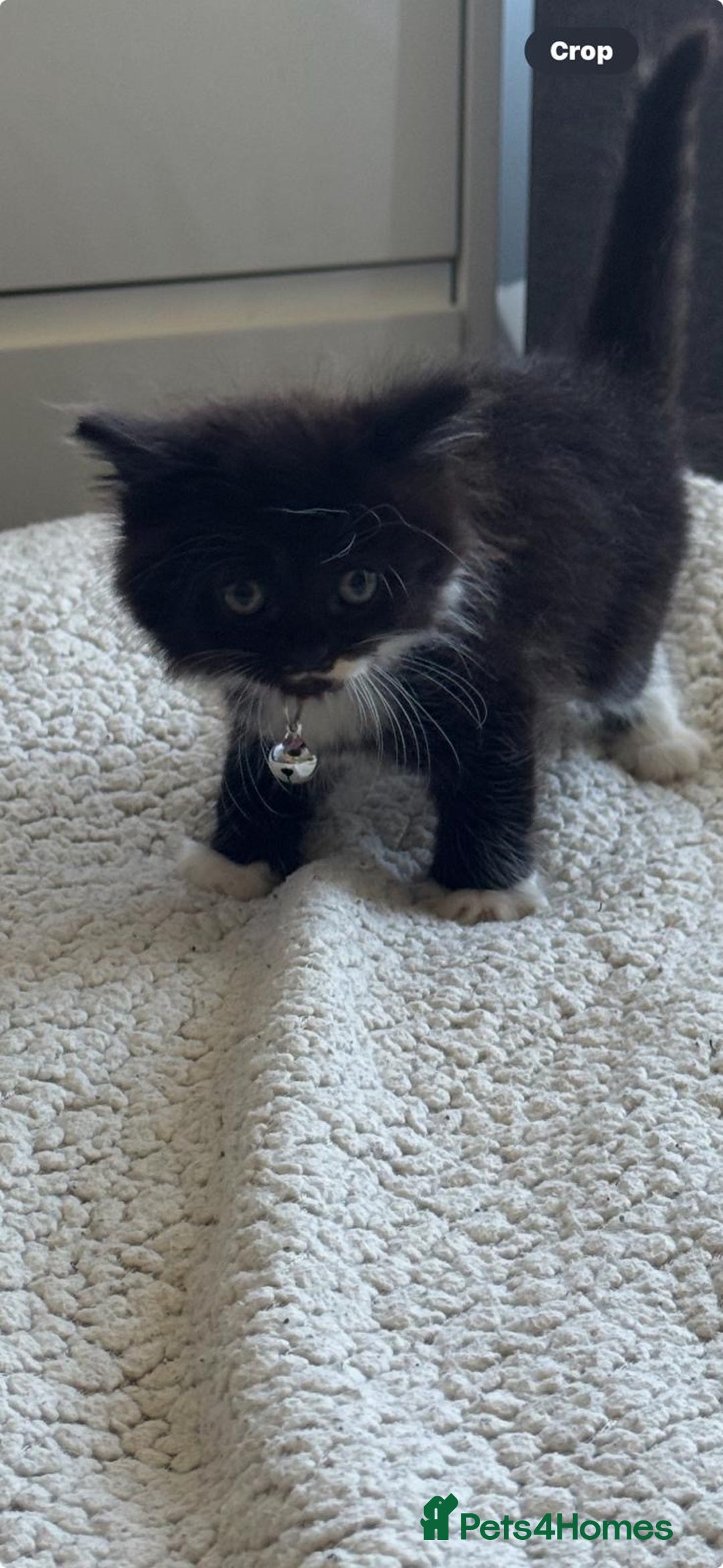 Mixed Breed cats for sale: 4 gorgeous kittens - Image 3