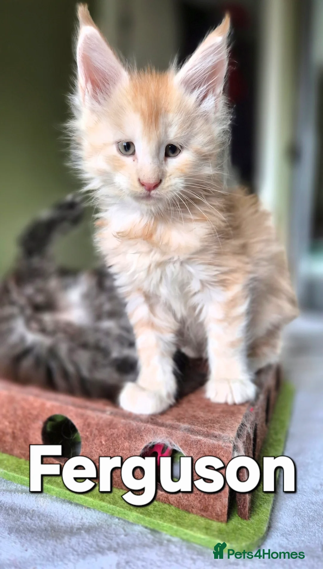 Maine Coon cats for sale: Maine Coon Kittens | TICA Parents | Health Tested - Advert 7