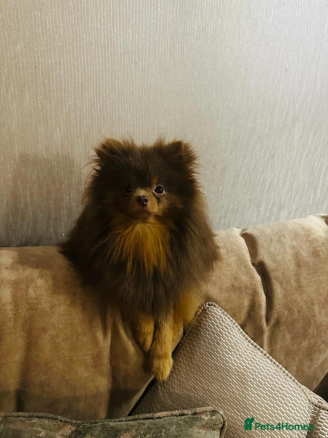 Pomeranian dogs for stud: Gigi **** Pomeranian Stud in Neath - Advert 6