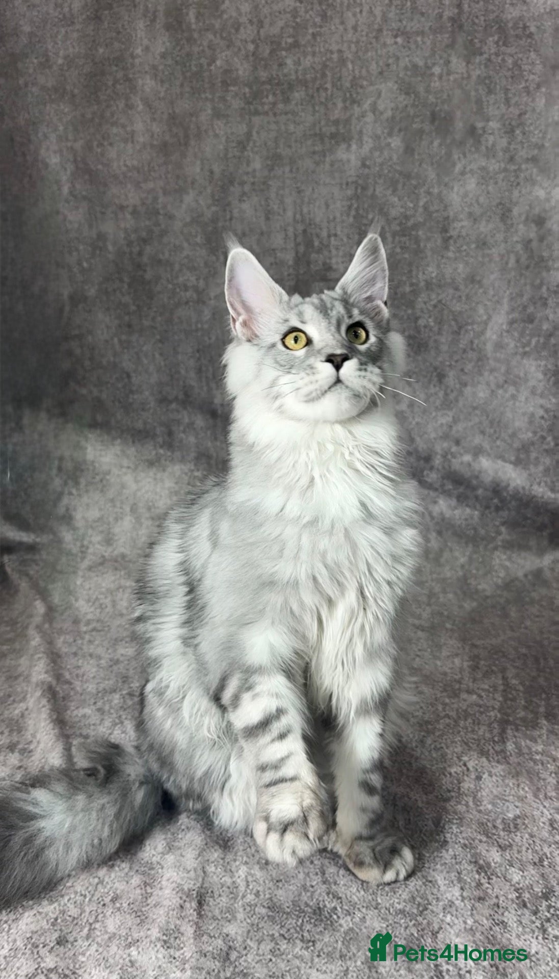 Maine Coon cats for sale: Big lines Maine Coon kittens  - Advert 1