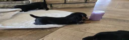Patterdale Terrier dogs for sale: Fantastic Patterdale terrier pups D&D  - Advert 9