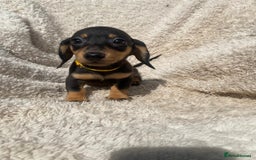 Miniature Dachshund dogs for sale: True To Type Miniature Dachshunds  - Image 5