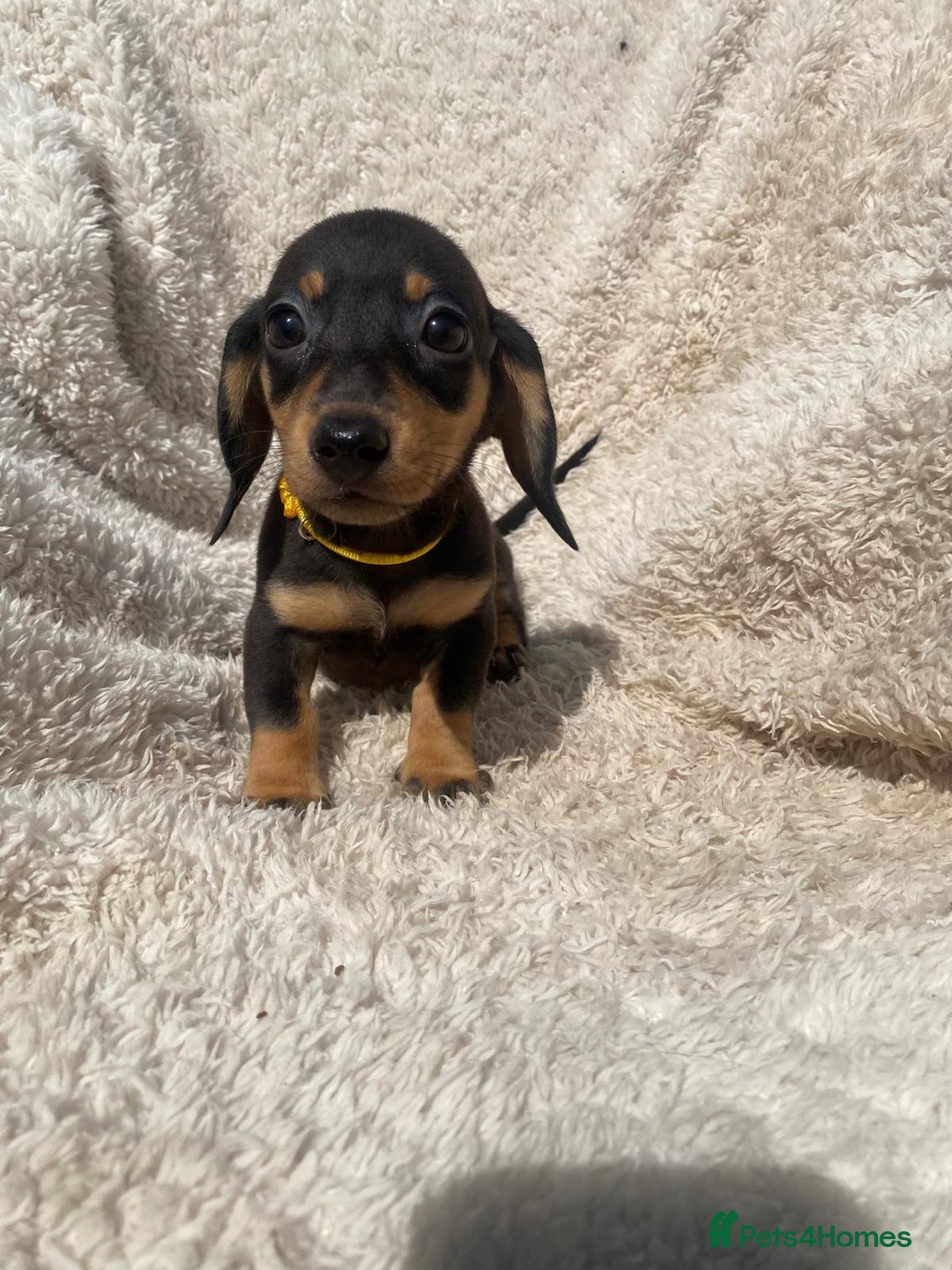 Miniature Dachshund dogs for sale: True To Type Miniature Dachshunds  - Image 5