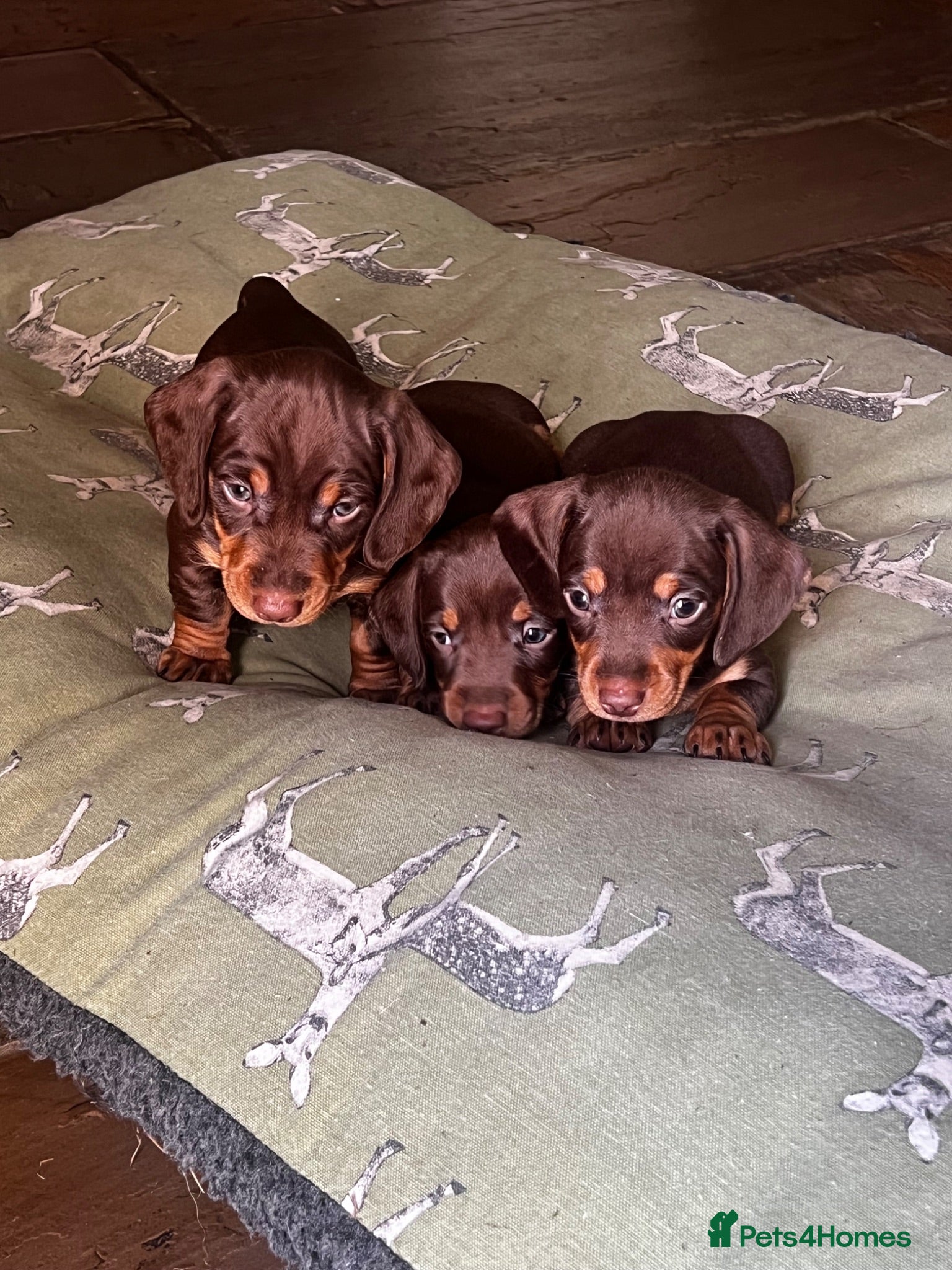 Miniature Dachshund dogs KC Reg Health Tested Miniature Daschaund  - Advert 2