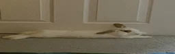 Mini Lop rabbits for sale: Mini lop  - Advert 2