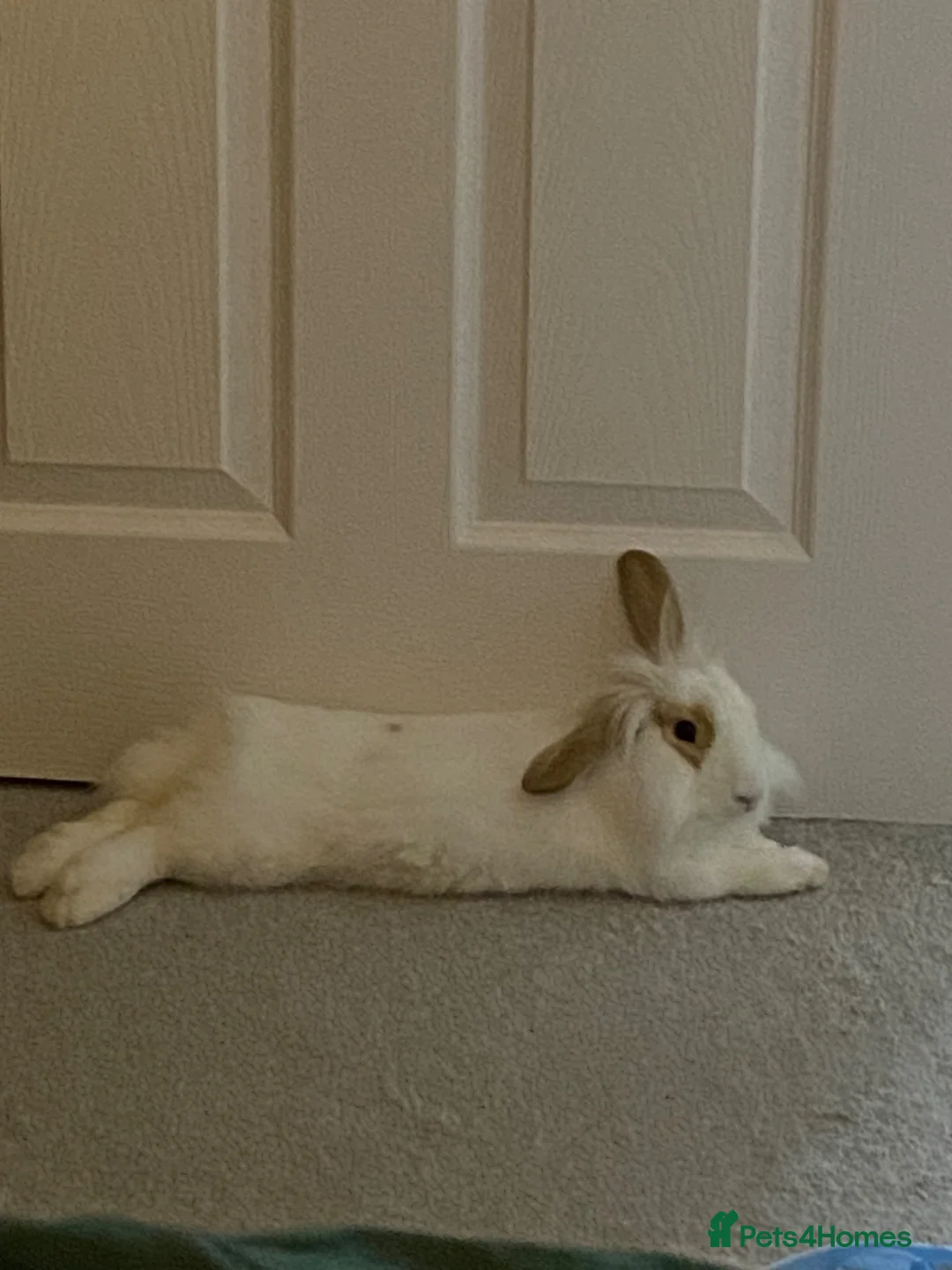 Mini Lop rabbits for sale: Mini lop  - Advert 2