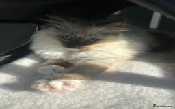 Ragdoll cats for sale: Lovely kitten ready for her forever home 🩷 - Image 4