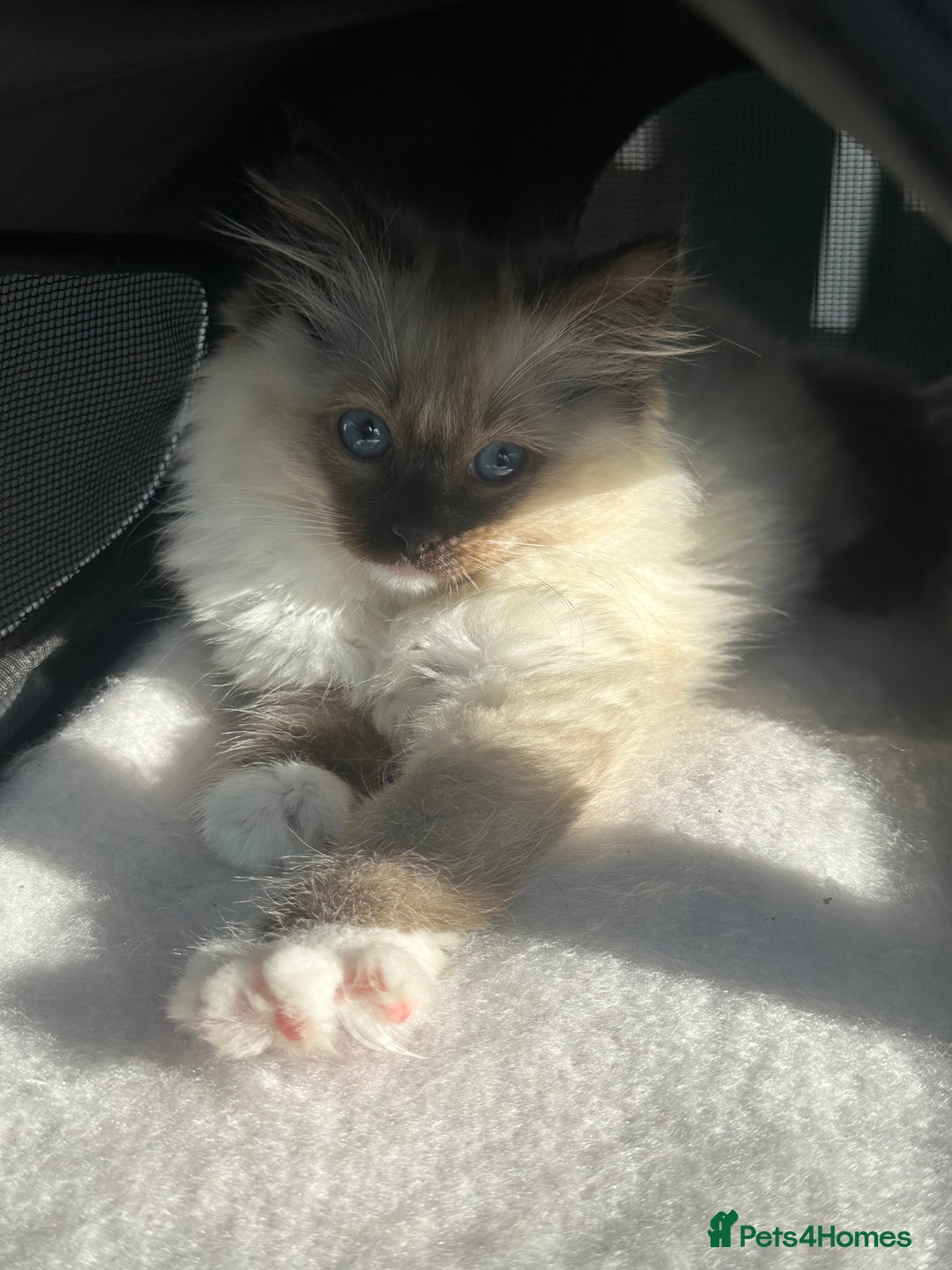 Ragdoll cats for sale: Lovely kitten ready for her forever home 🩷 - Image 4