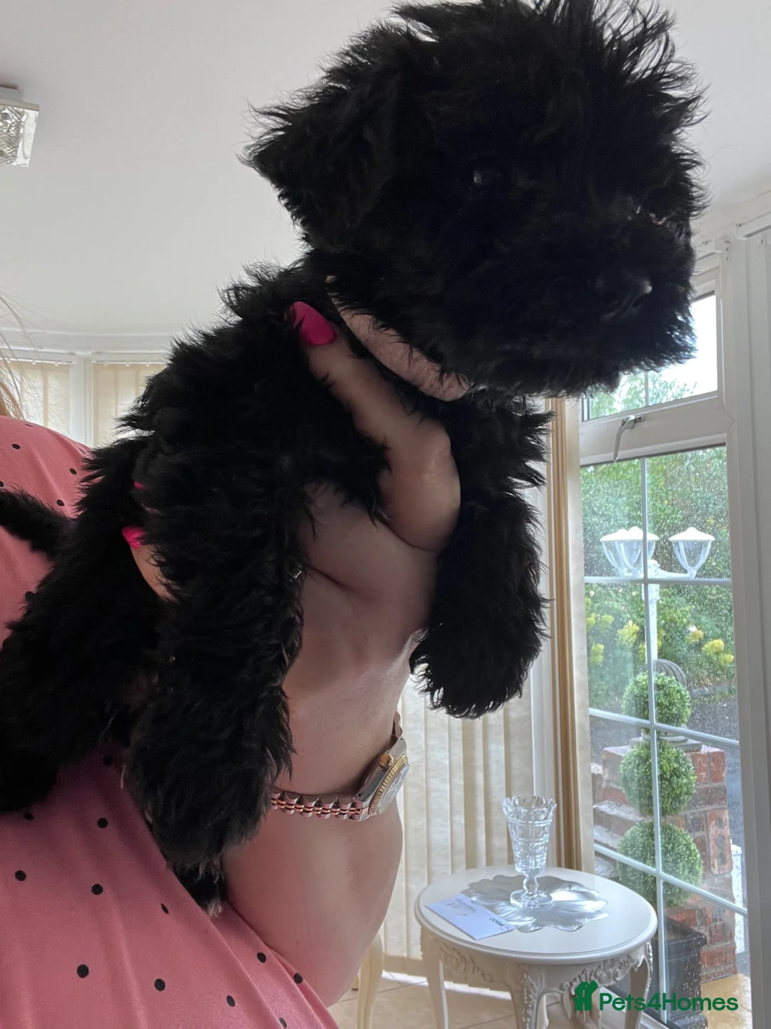 Miniature Schnauzer dogs for sale: 🐾🐶Adorable Cavaschnauzer Pups 🐶🐾 - Advert 27