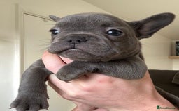 French Bulldog dogs for sale: Gorgeous litter of 4 blue French bulldogs - Advert 15