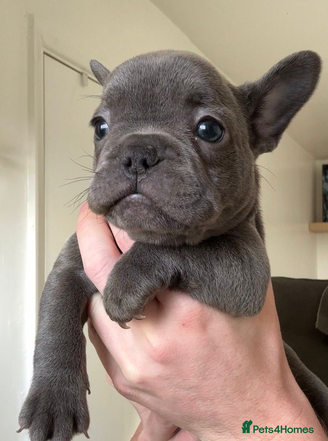 French Bulldog dogs for sale: Gorgeous litter of 4 blue French bulldogs - Advert 15