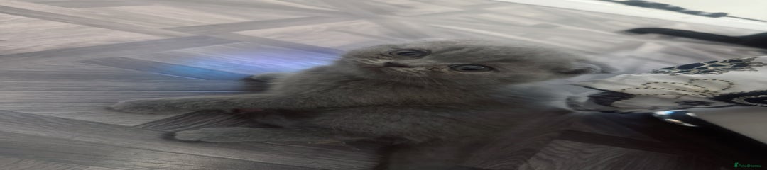 British Shorthair Kitten 2