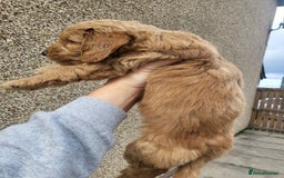 Cockapoo dogs for sale: F1B Cockapoo puppy's x1 girl remaining. - Image 21