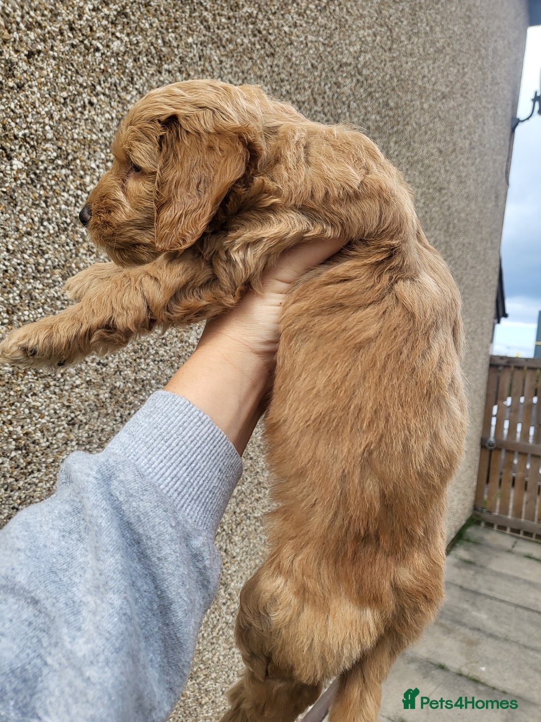 Cockapoo dogs for sale: F1B Cockapoo puppy's x1 girl remaining. - Image 21