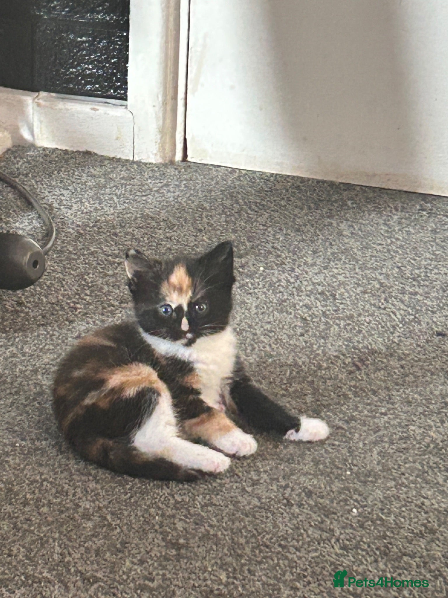 Mixed Breed cats Gorgeous kittens  - Advert 1